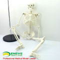 Teaching Models Plastic Human Skeleton Anatomy with Nerves Model